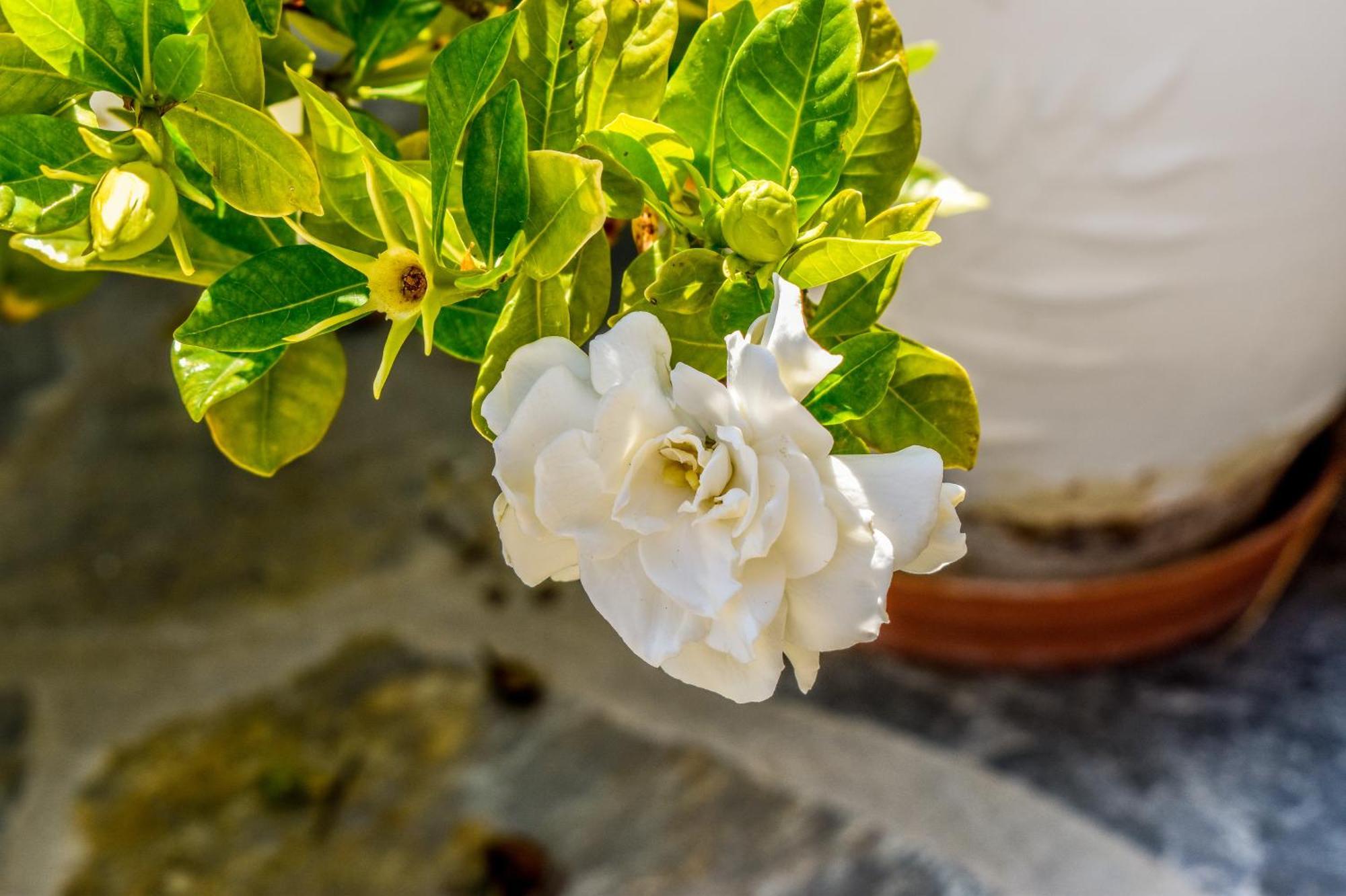 Apartments Villa L&M Skiathos Kalivia  外观 照片